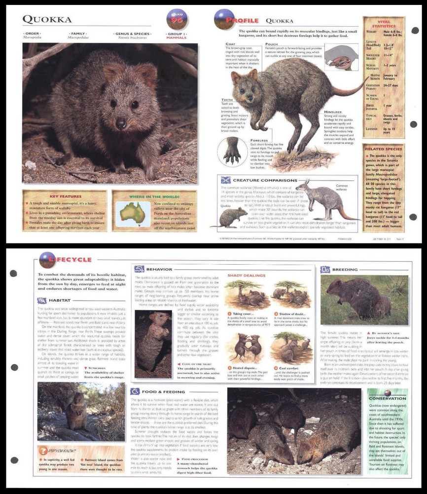 Fold-Out Sheet - Quokka - 96