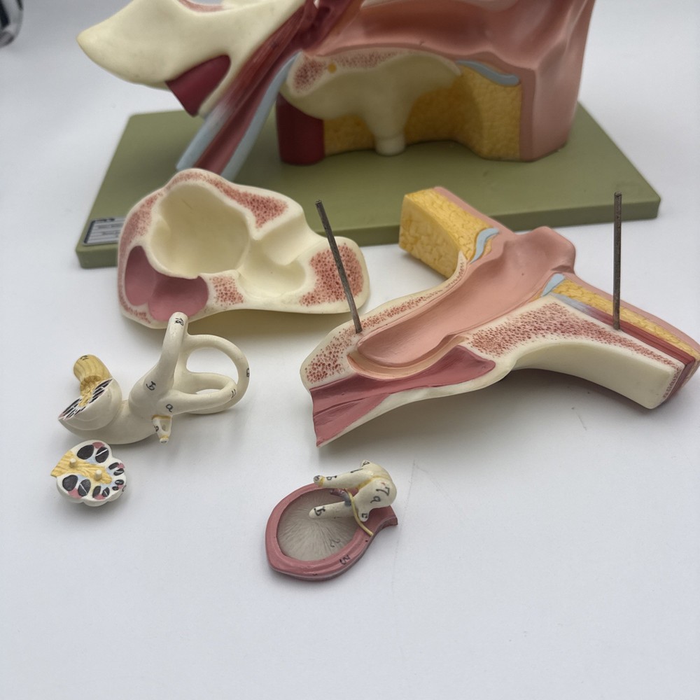 Somso DS5 Ear Anatomical Model - Hearing Inner Ear