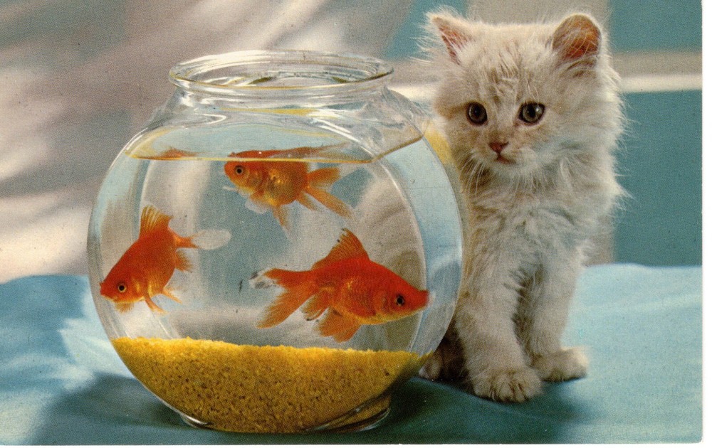 WATCHING & WAITING - PC5462