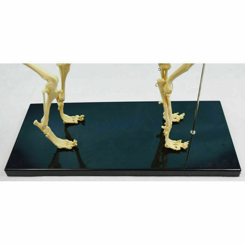Canine Skeleton model Standard Size Dog Display Lab Study Veterinary Teaching