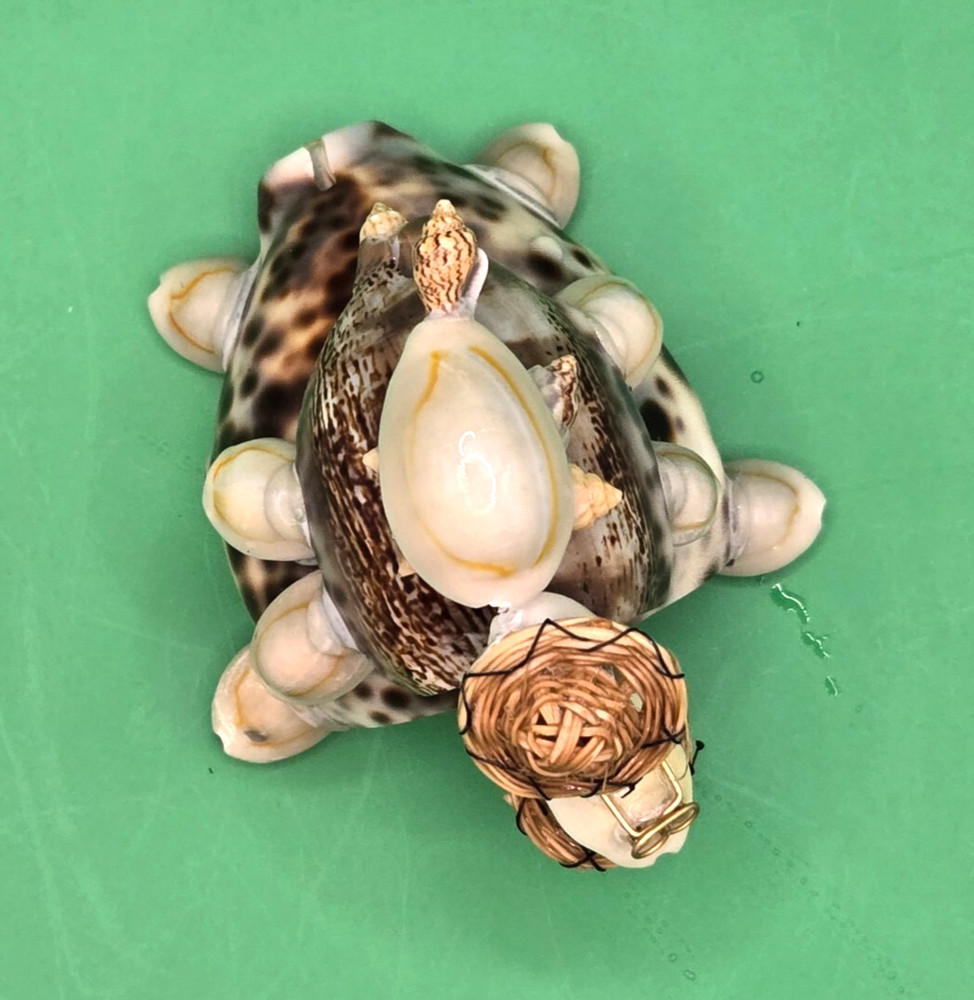VINTAGE BOBBLE HEAD 3 SEA SHELL TURTLES STACK HAND MADE PHILIPPINES AWESOME!!