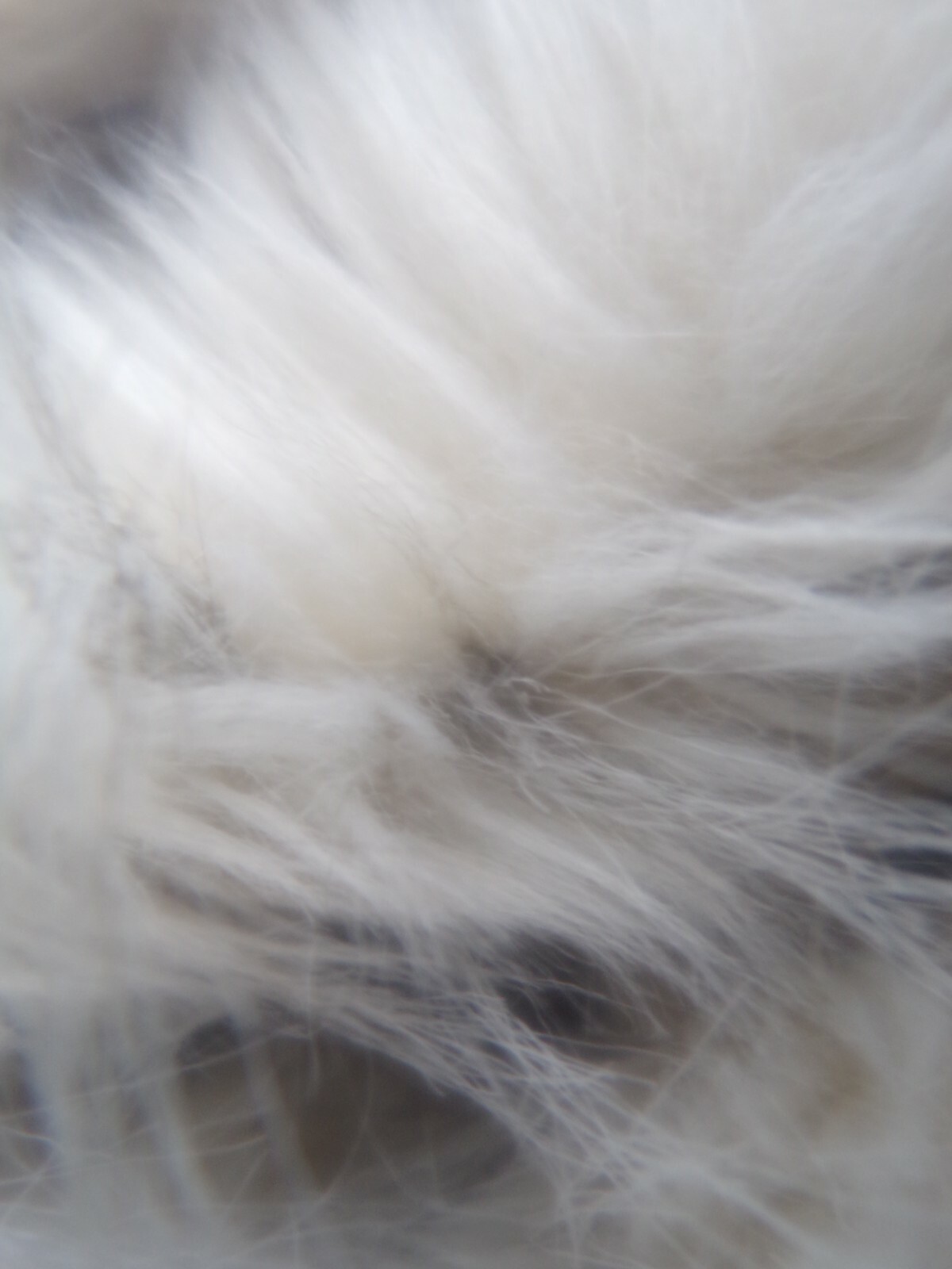 Pottery Barn Teen Snow Cat Faux-Fur Bean Bag Chair Slipcover Large 41" #9790G