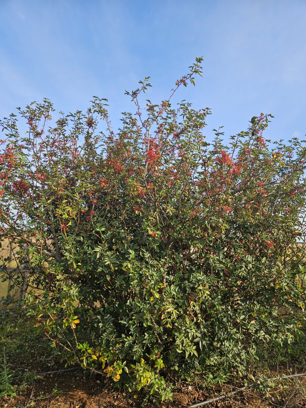 Sichuan Chinese pepper tree 花椒树苗