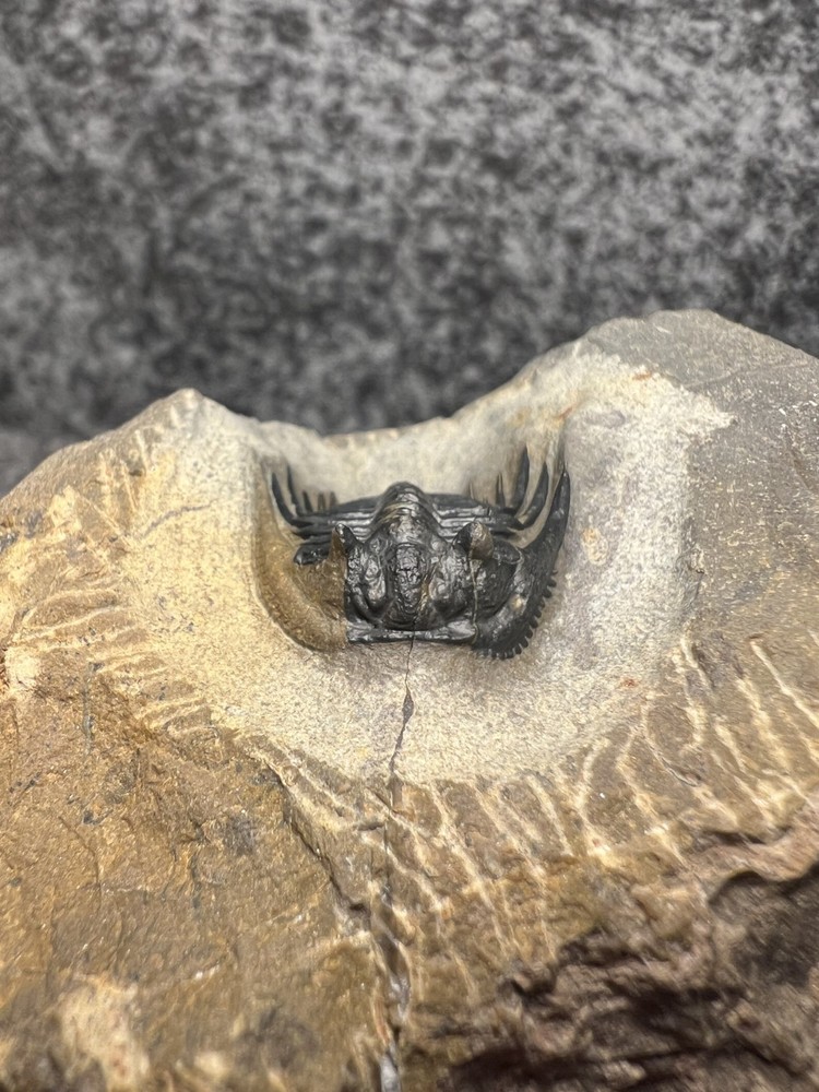 Leonaspis sp. Trilobite Fossil – Nice Example on Natural Matrix