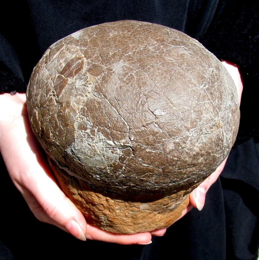 TOP QUALITY REAL DINOSAUR HADROSAUR EGG - EGGSHELL CLEANED UNDER A MICROSCOPE!