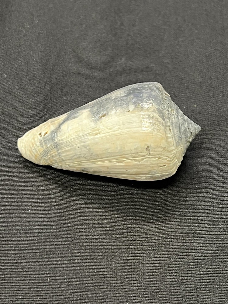 RARE Fossilized CONE Shell From Central Florida - Pliocene Era.