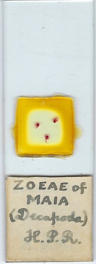 Decapod Maia sp. larvae Whole Mount Microscope Slide