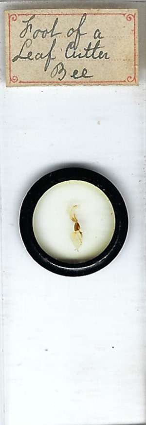 Leafcutter Bee Foot Microscope Slide
