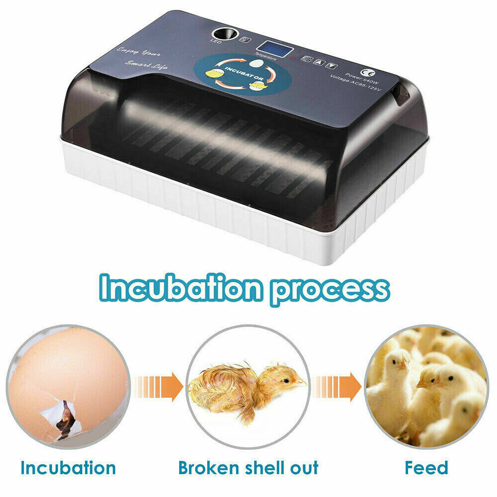 12 Eggs Mini Visual Egg Incubator Digital Egg Incubator w/Automatic Turning