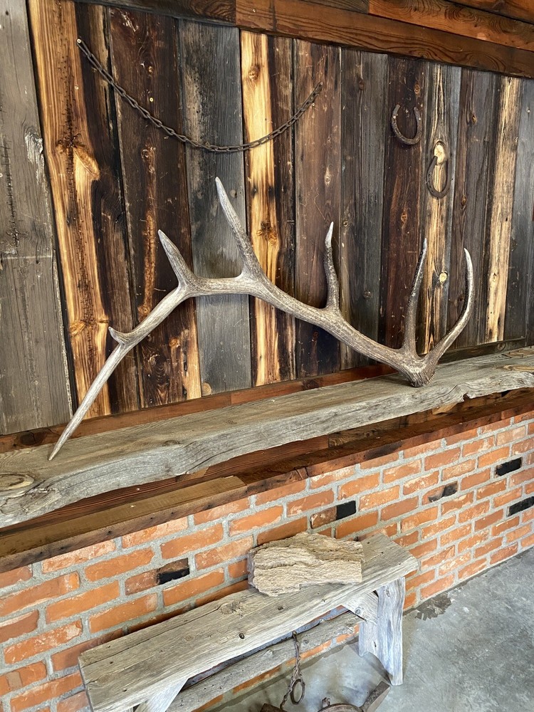 Large Elk Shed ~ Antler