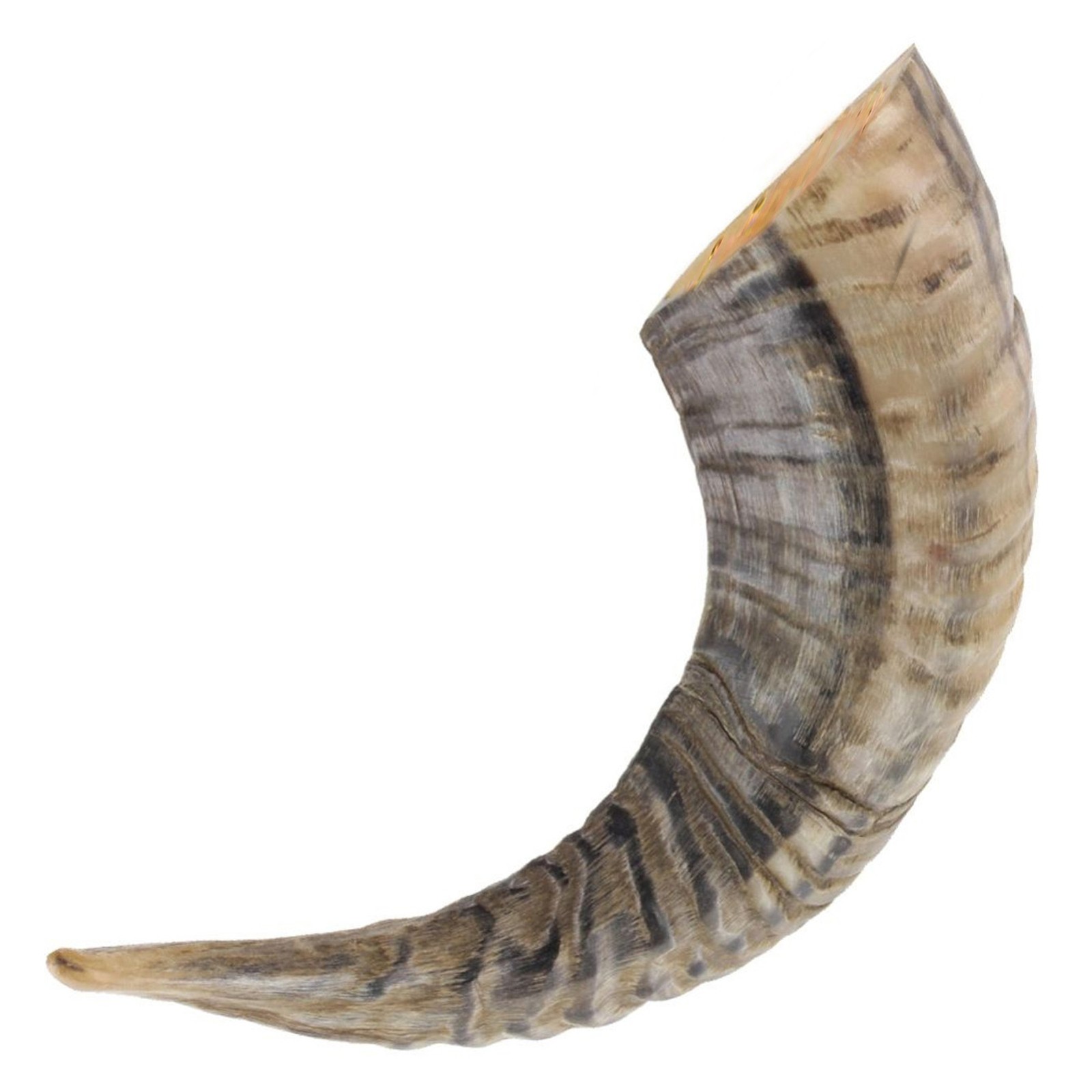 Natural Ram Horn Drinking Horn 10–12 Inches | Polished Rustic Décor Novelty Gift