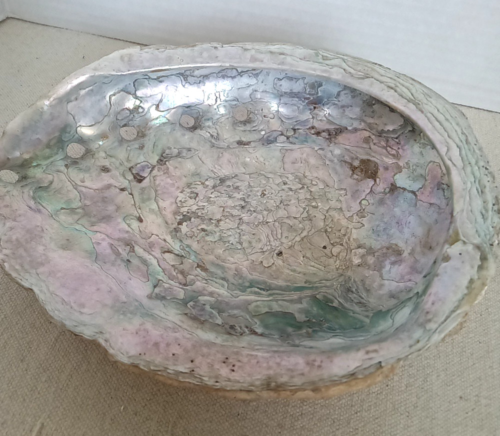 Large 7. 75 inch Abalone Shell Natural Estate Find