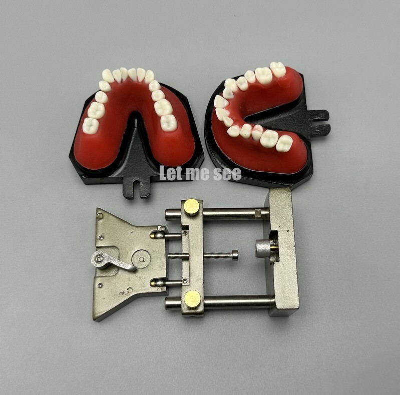 1set Dental Orthodontic Simulator Training Teeth Model Typodout Model