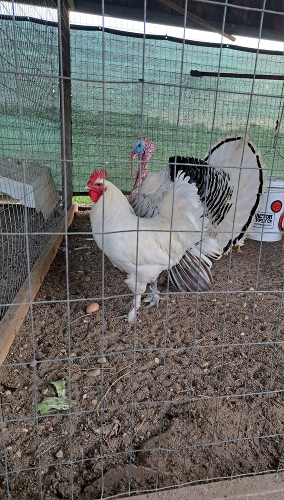 6 Croad Langshan Hatching Eggs (White & Splash)