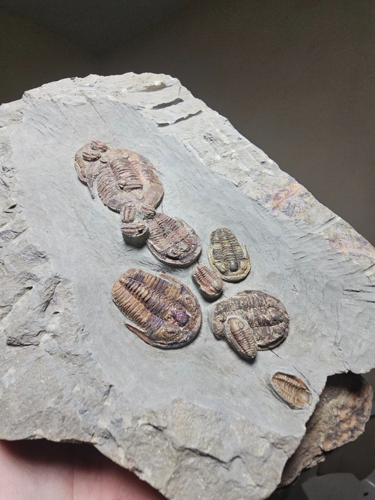 Line of 14 Fossil trilobites Asaphellus Ordovcian from fezouata morocco