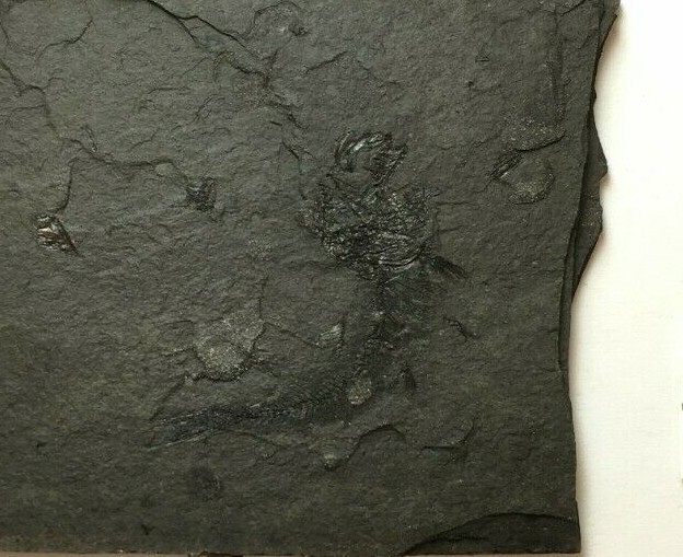 FOSSIL FISH CLUPEA