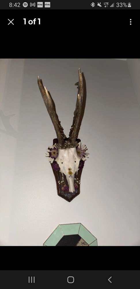 Oak Roe Deer Antler Mounting Plaque 5"by 8"