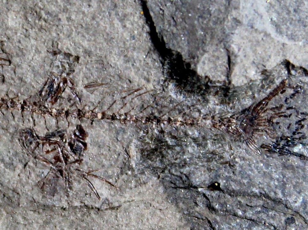 Unknown, undescribed Oligocene fossil fish