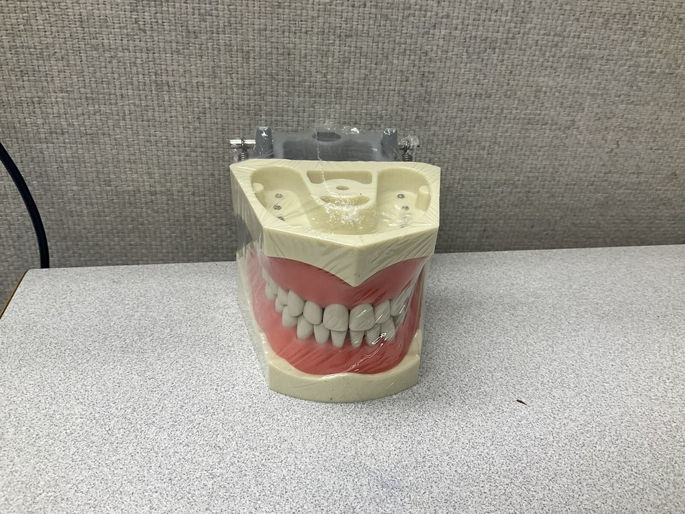 Dental Typodont Model 32pcs Removable Teeth