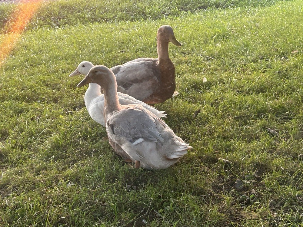 12+ Duck Fertilized Hatching Eggs Mixed Colors
