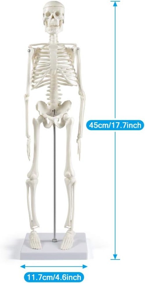 Compact 17.7” Mini Human Skeleton Model - Perfect for Study Decor & Learning