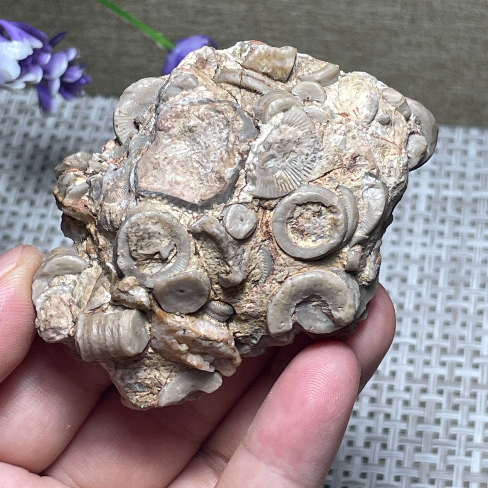 Natural sea lily stem crystal Madagascar - viewing specimen 107g A2