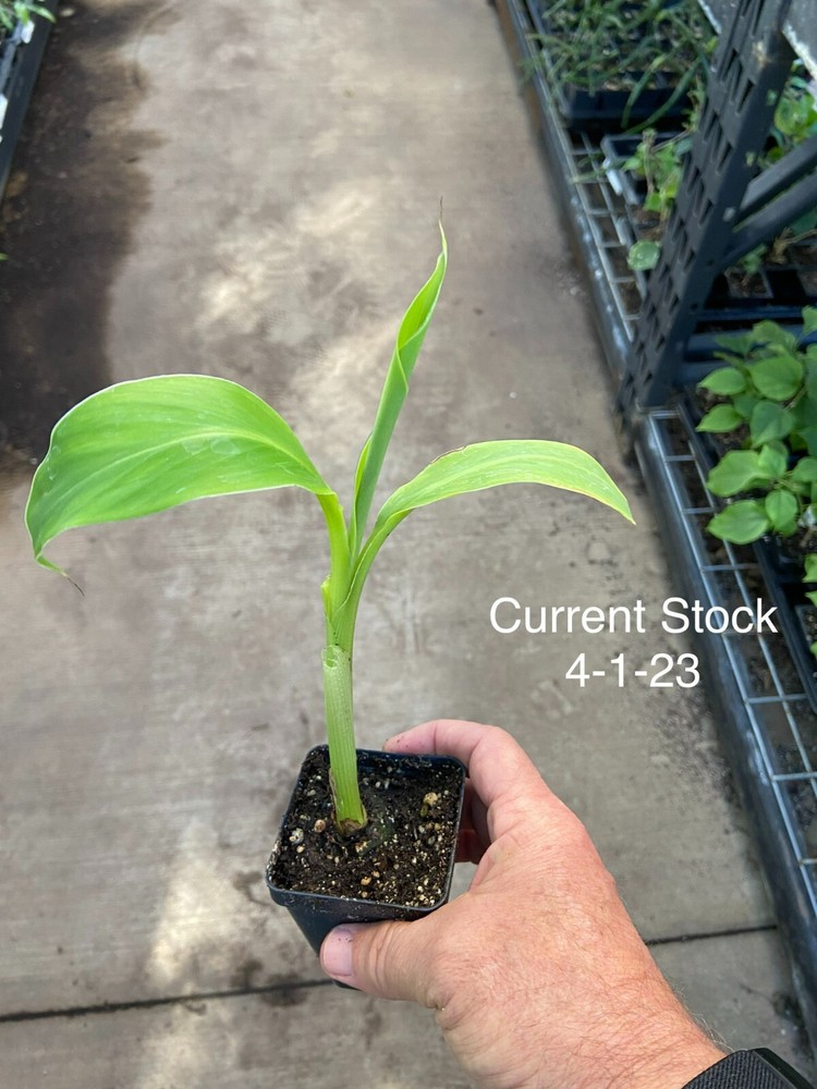 Musa - 'Siam Ruby' - Live Banana Plant