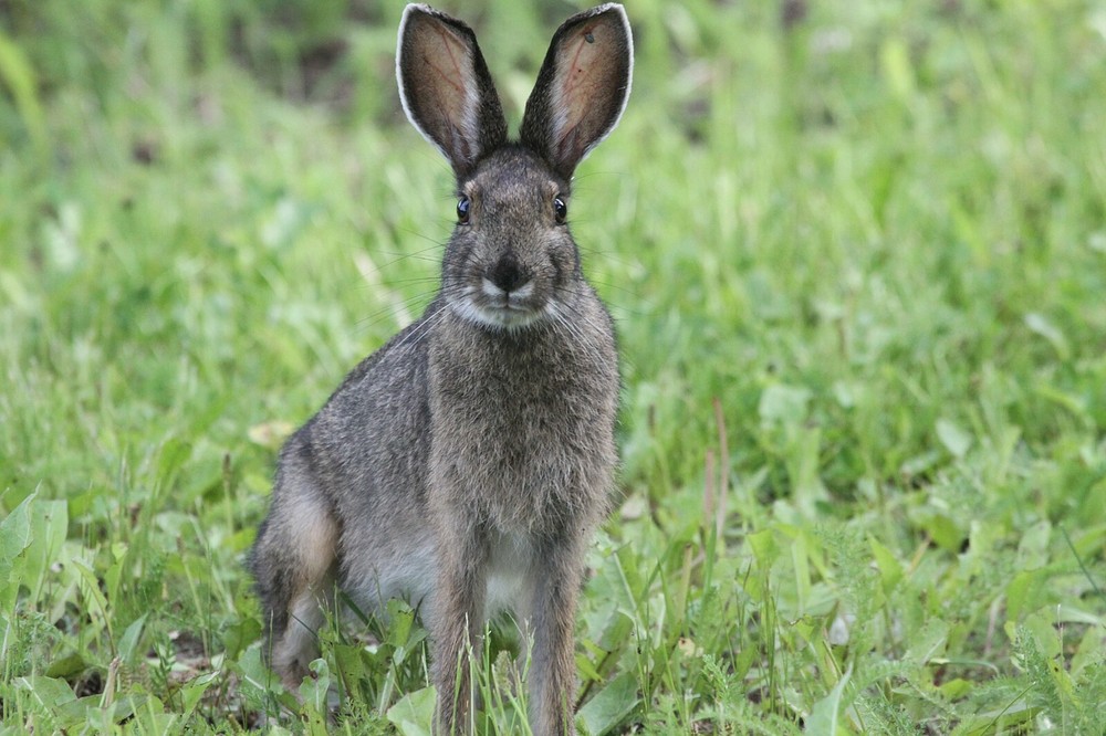 Snowshoe Rabbit Taxidermy Reference Photo Cd