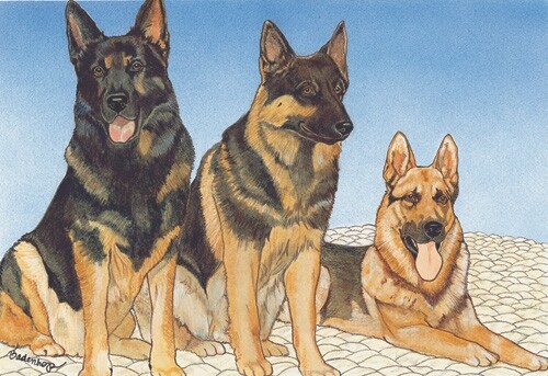 German Shepherd Blank Note Card