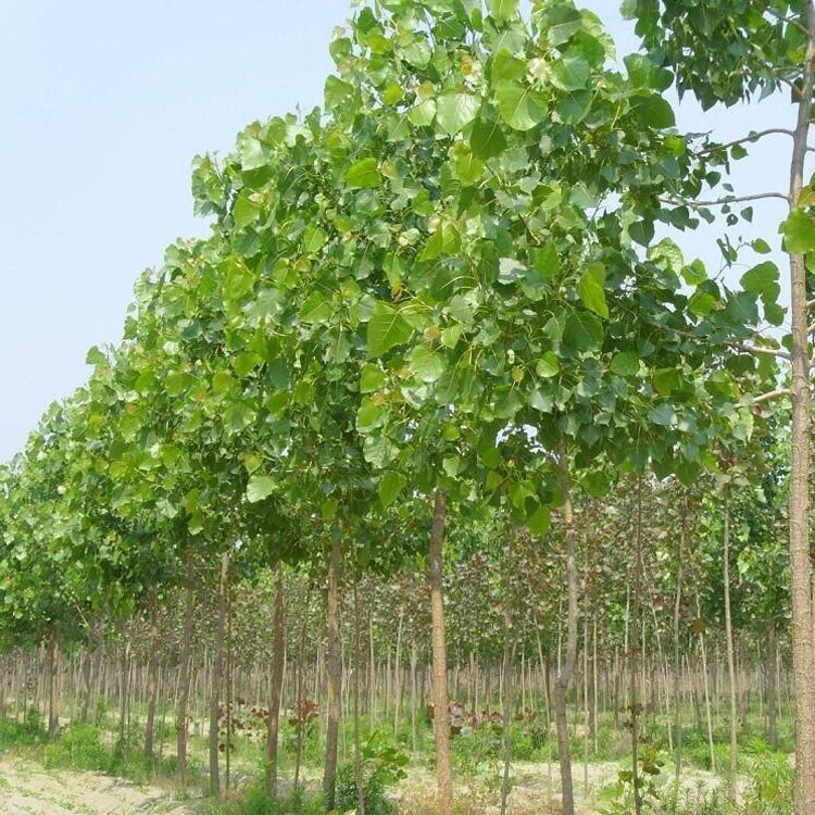 Fast growing shade trees Paulownia Elongota Variety Also Known As Timber Trees.