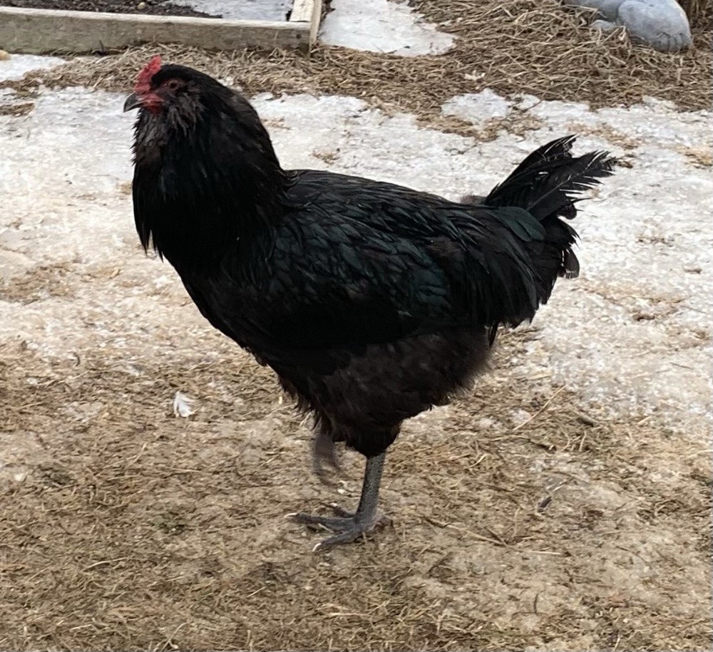 10+ Easter Egger Ameraucana Chicken Fertilized Eggs- Pink, Blue & Green Eggs!