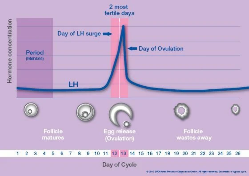 Clearblue Advanced Digital Ovulation Testing Kit - 1 TEST STRIP REFILL Pregnancy