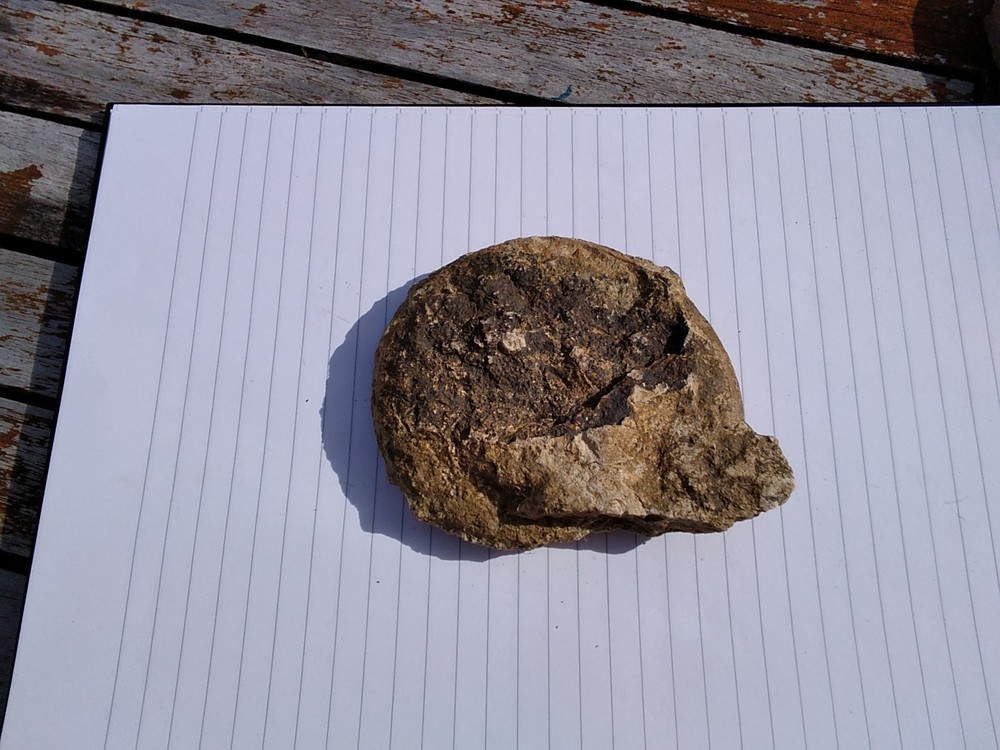Ammonites x 2