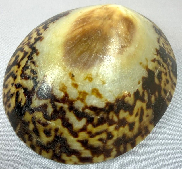 Large Limpet Shell 80.4mm Patella sp. Indo-Pacific Rare