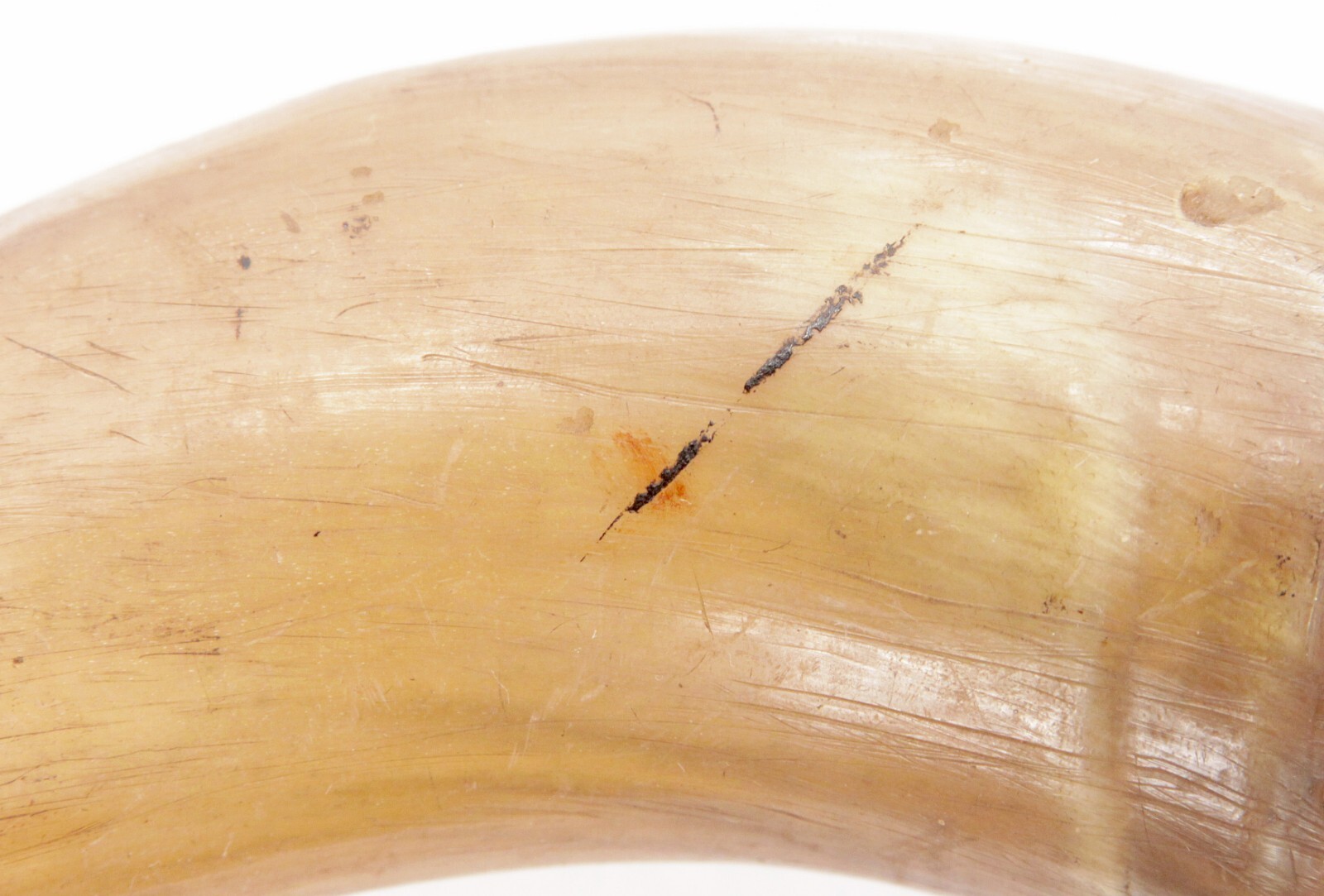 Antique 19th Century American Translucent Cow Horn Powder Horn Flask Old