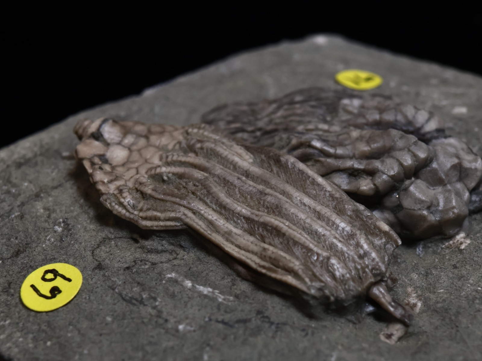 Expertly Prepared Fossil Crinoids, Crawfordsville, IN