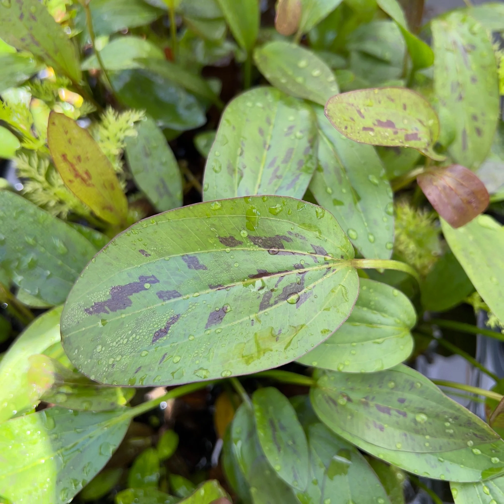 Echinodorus Red Flame | Aquarium Plants Factory®