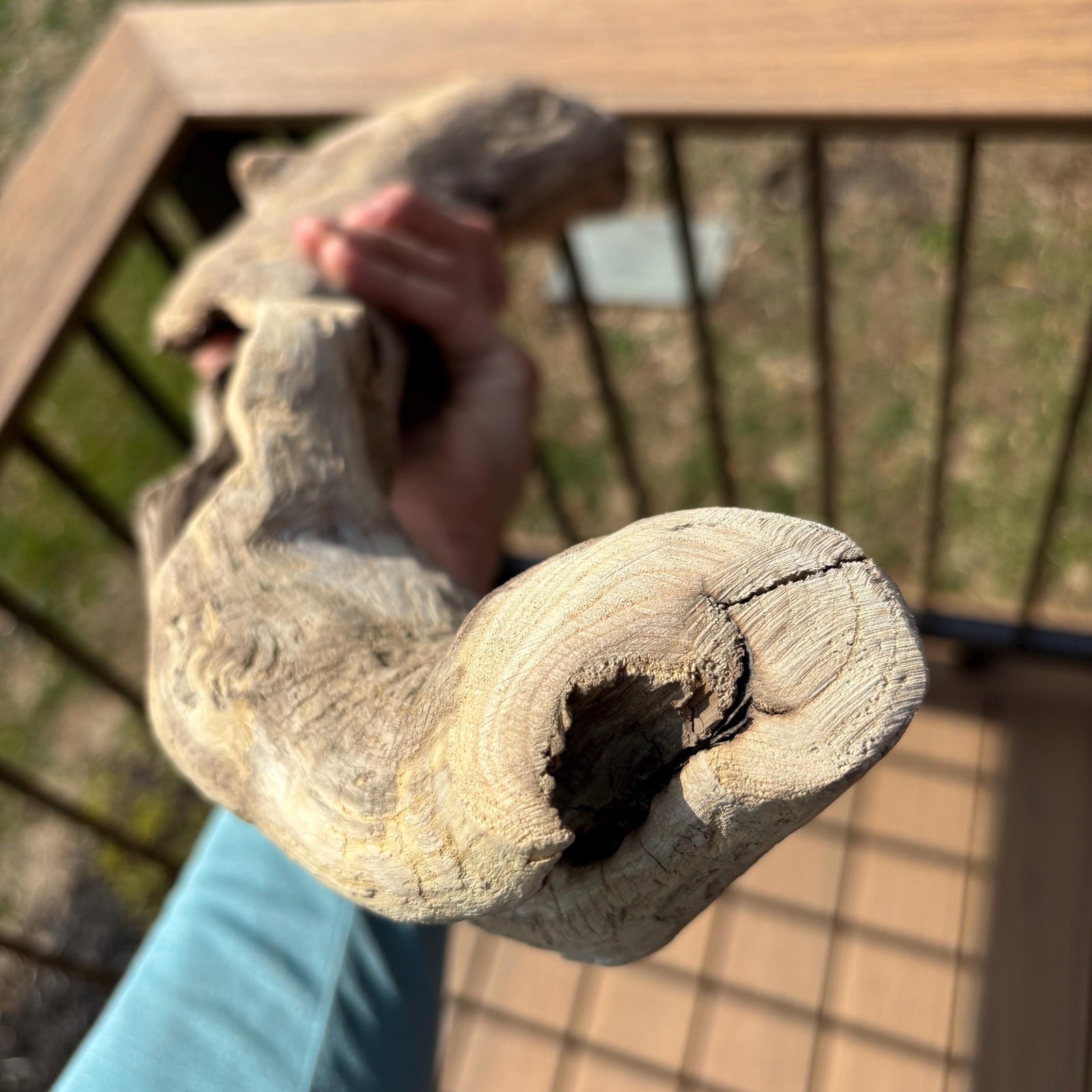 Lightweight Hollow Driftwood 22x4x8 – Sculptural Wood Natural Holes Aquarium