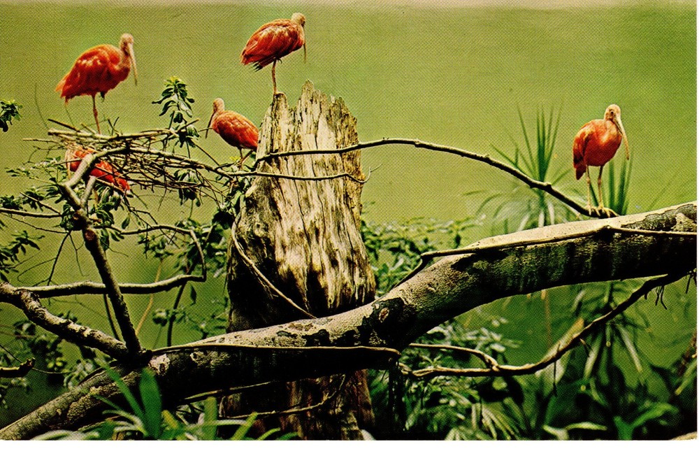 BRILLIANT SCARLET IBISES - PC5315