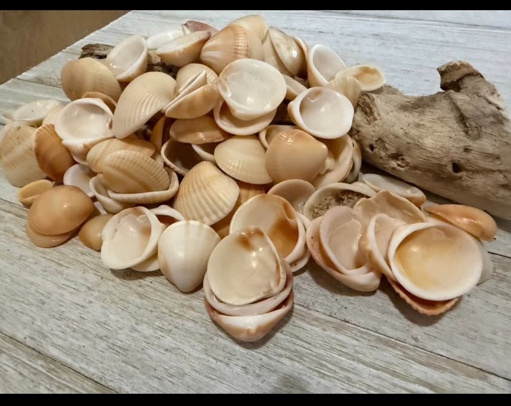 Sea Shells from Southeast Florida Coast