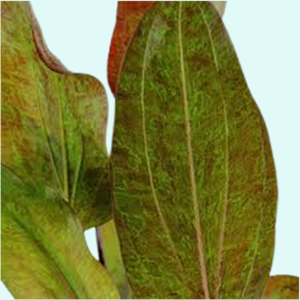 Amazon Sword Echinodorus Ozelot Red Live Aquarium Plants