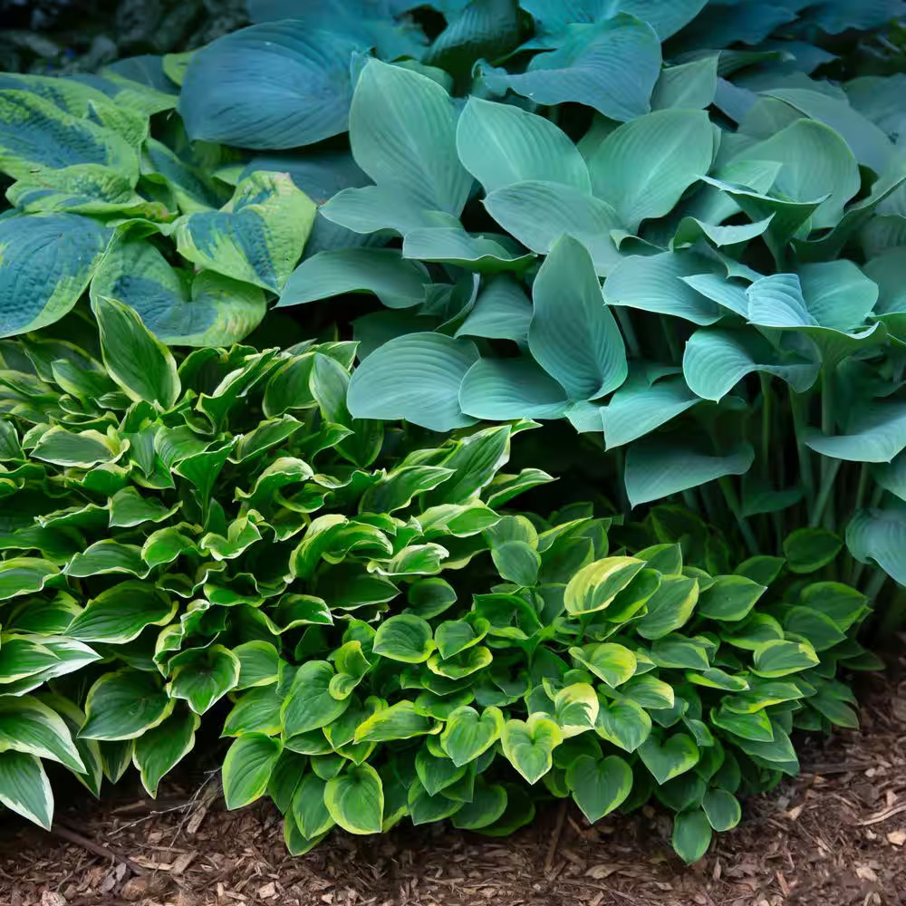 Hostas Premium Blend Roots (6-Set)