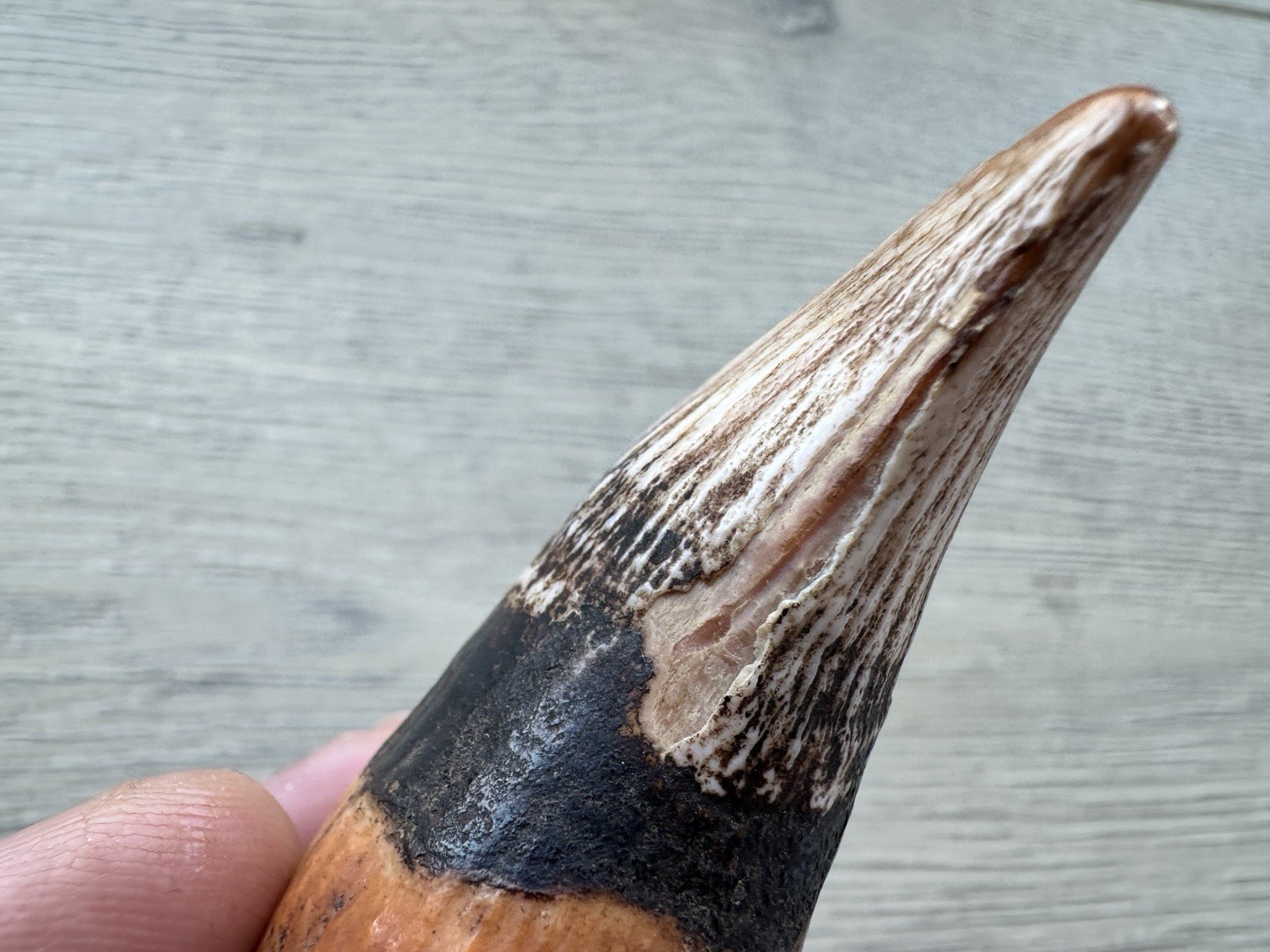 3.8” Ursus Spelaeus 25,000 Years Old Cave Bear Tooth Perfect Condition