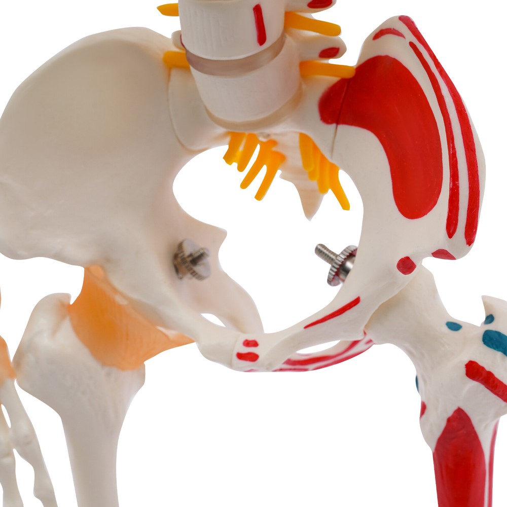 Human Skeleton Model, 34" Half Life Size Skeleton Model with Spinal Nerves