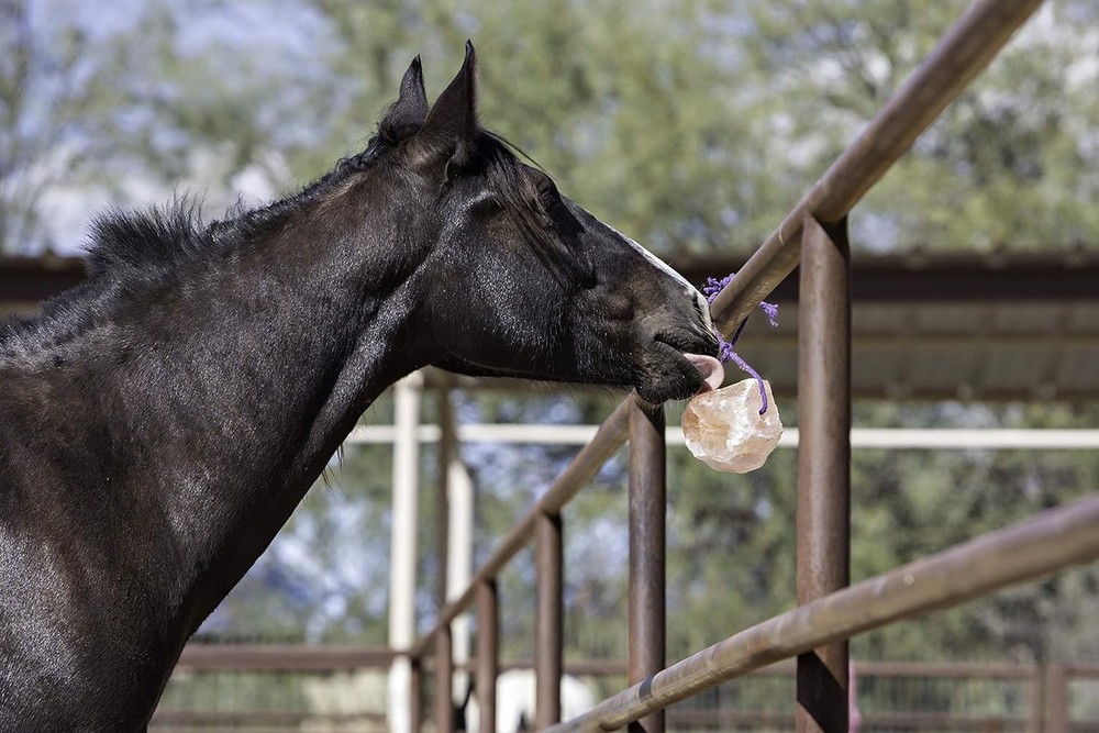 Durable Himalayan Salt Block with Adjustable Rope for Equine Hydration - 2.2 lbs