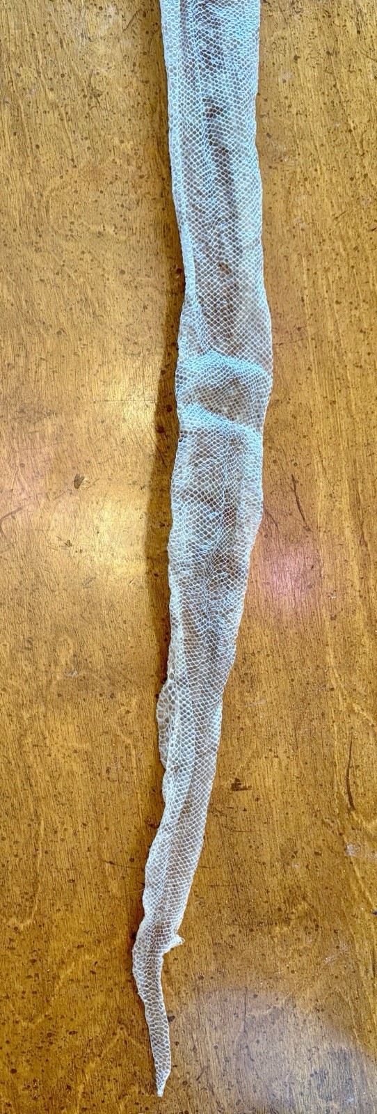Snake Skins Ball Python 2025 OD Pied And OD Yellow belly