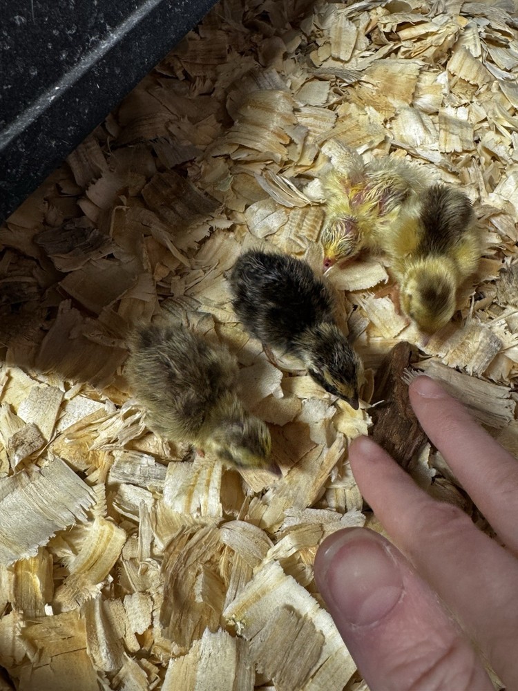 12+ Quail Hatching Eggs Coturnix Celadon Pharaoh Tuxedo Rosetta