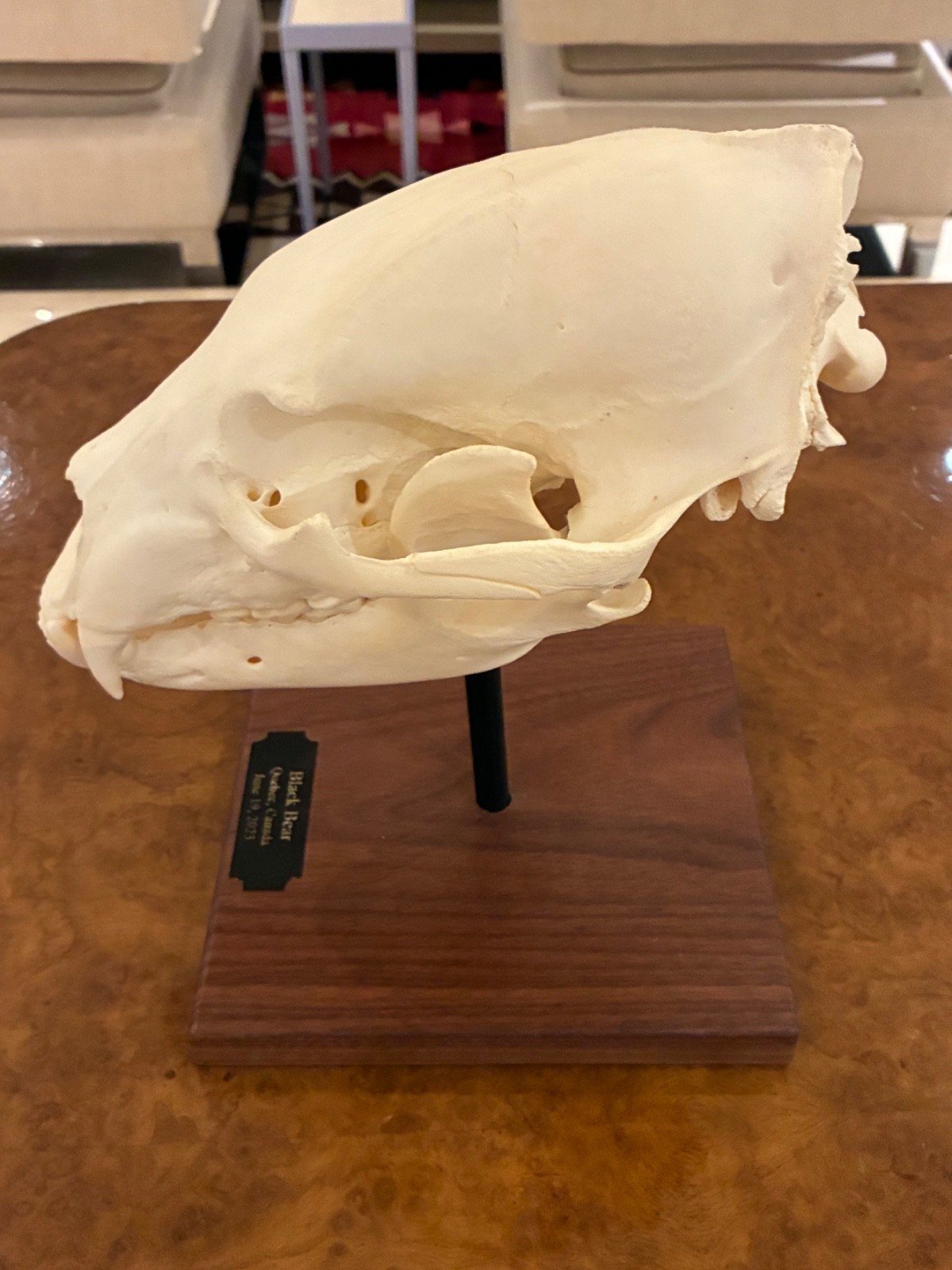 Black bear skull