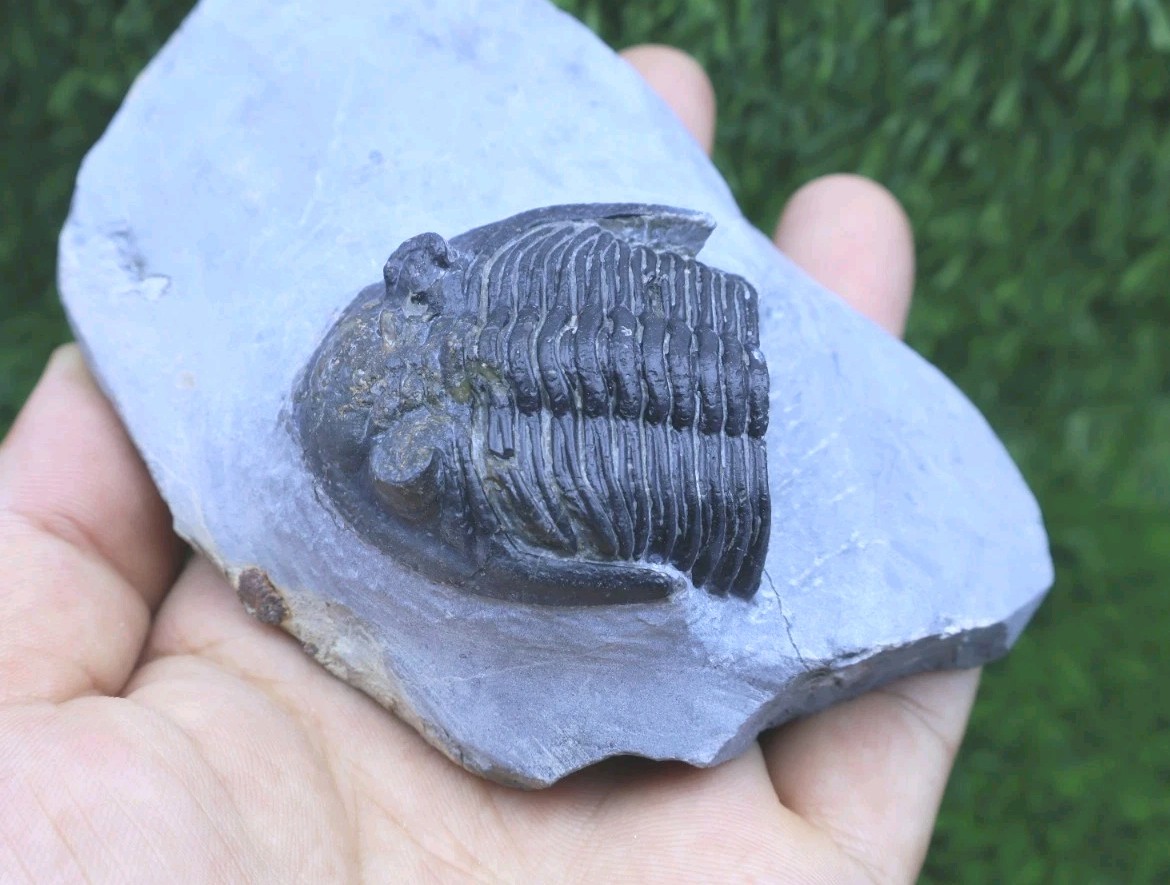 Incomplete Hollardops Trilobite Fossil Devonian - Authentic Detailed trilobite
