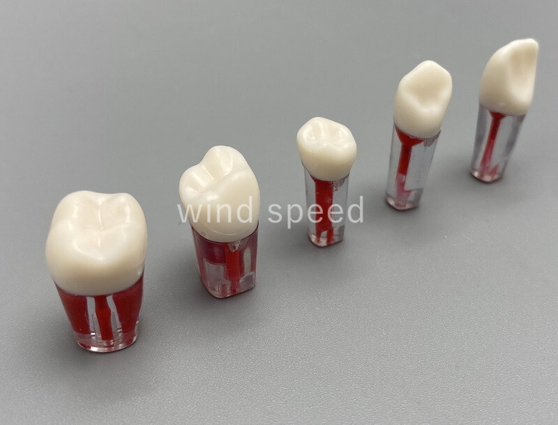 10*New Dental Root Canal Teeth Study Practice Model Endodontic Pulp RCT End File